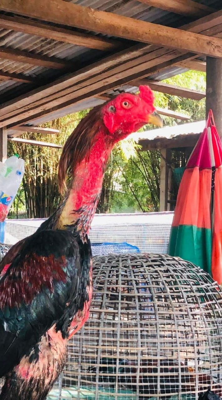 กลุ่มคัดแบ่งไก่สายพันธุ์ดี