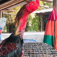 กลุ่มคัดแบ่งไก่สายพันธุ์ดี