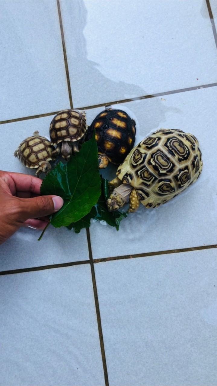 陸龜🤩🐢❤️🐢🤩🤩