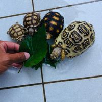 陸龜🤩🐢❤️🐢🤩🤩
