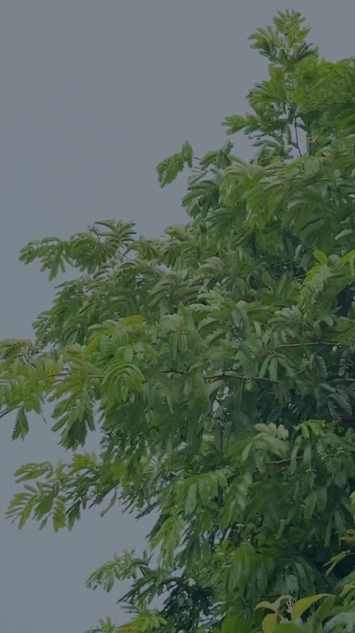 葉間生活-PlantaPlant-好盆友專區