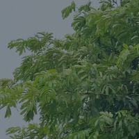 葉間生活-PlantaPlant-好盆友專區