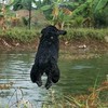 Dog lover ซื้อ_ขาย โชว์ ทุกทุกสายพันธุ์