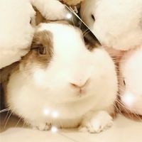 FB善化愛兔團