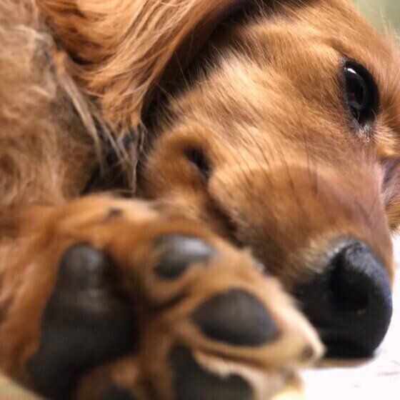 犬に 利き足 ってあるの 足 にまつわる雑学 豆知識