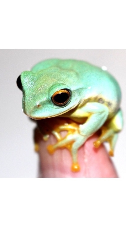 カエル両生類研究会（蛙・両生類・爬虫類）飼育環境エサ昆虫生態系アクアリウムテラリウム日本庭園環境学習