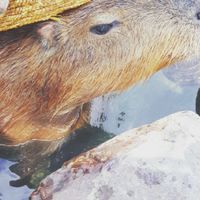 愛動物人士