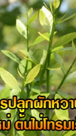 🌿🌿ยุคเกษตรพอเพียง 2019🌲🌴🌾