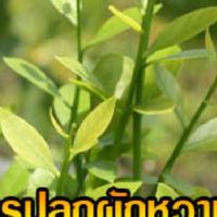 🌿🌿ยุคเกษตรพอเพียง 2019🌲🌴🌾