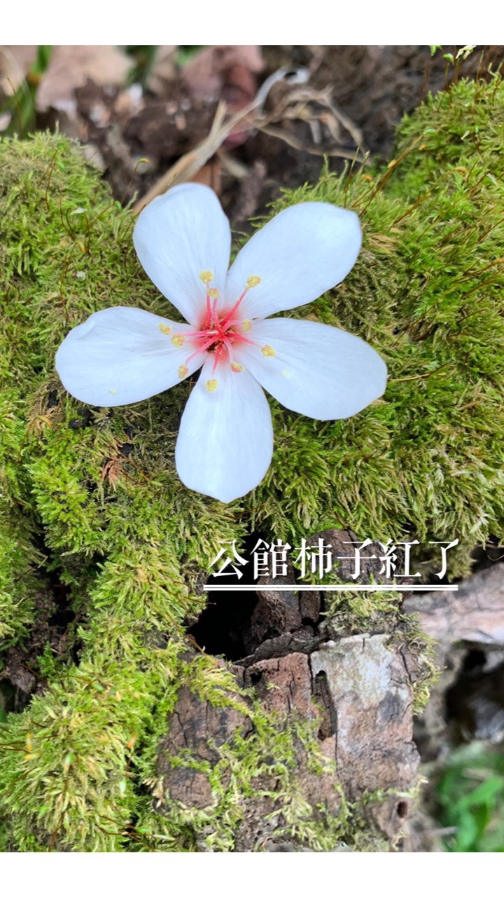 公館柿子紅了