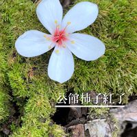 公館柿子紅了
