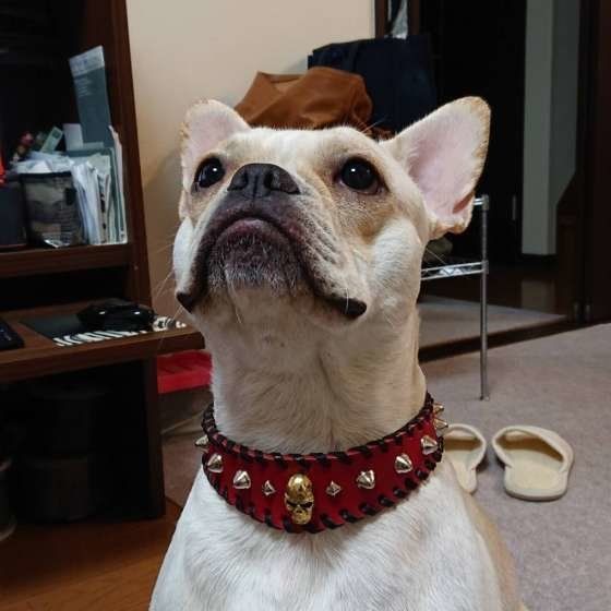 ぬいぐるみが無残な姿 柴犬 やったのは僕です のドヤ顔