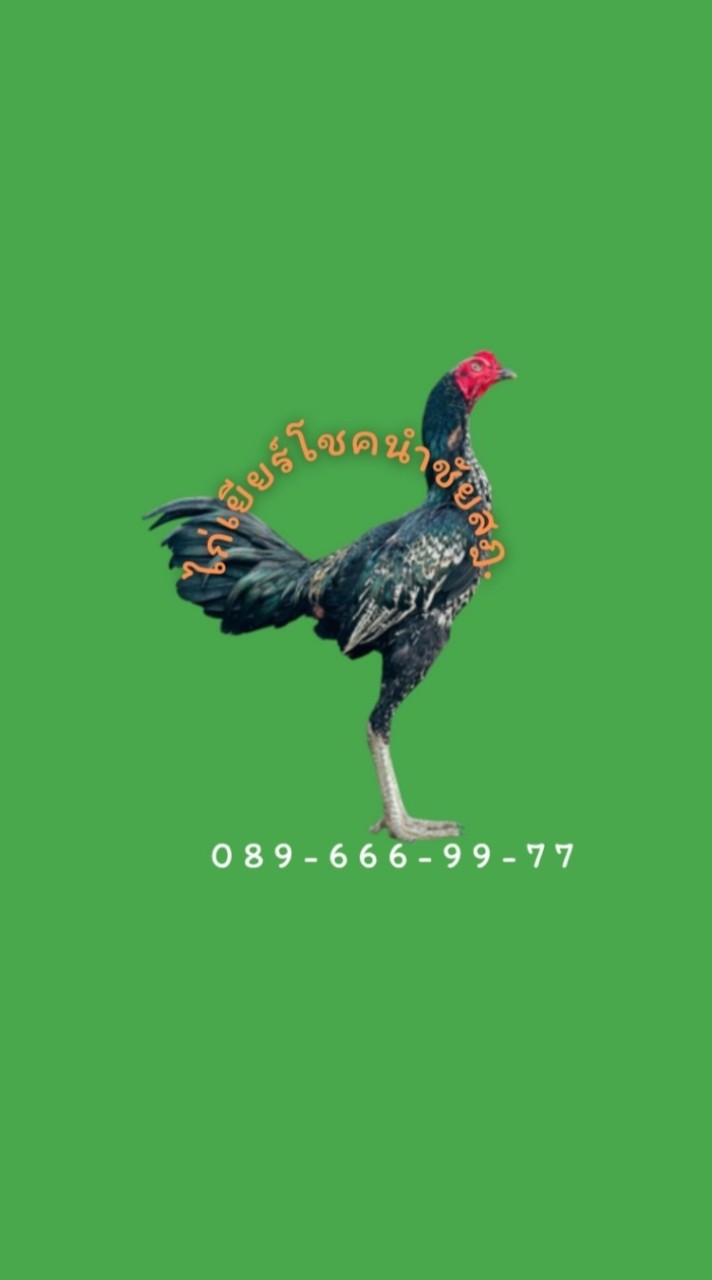 ไก่เยียร์โชคนำชัยสุราษฎร์ฯ