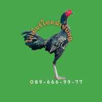 ไก่เยียร์โชคนำชัยสุราษฎร์ฯ