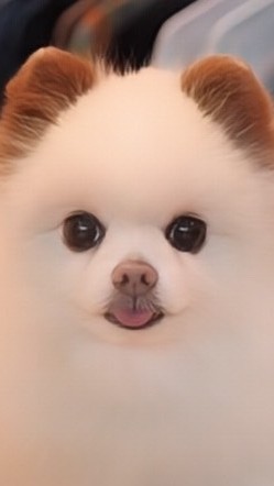 萌萌貓 & 汪汪狗