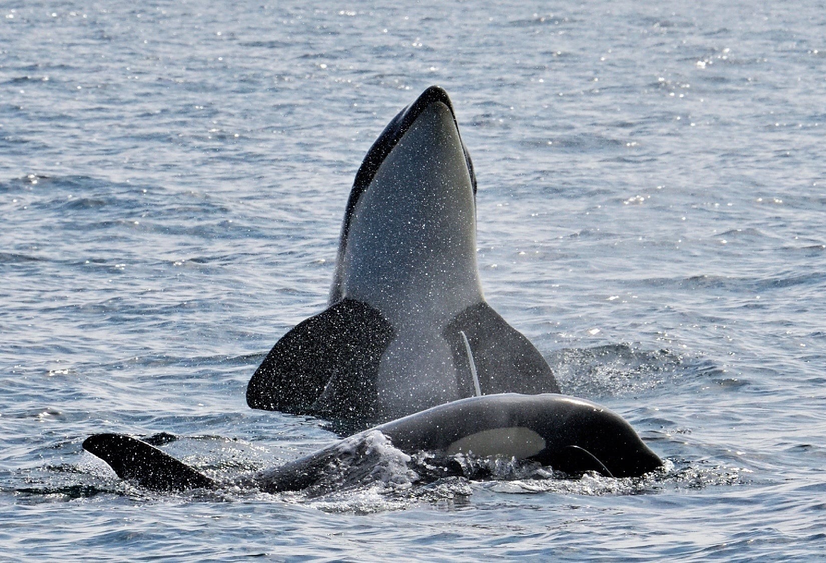 野生のシャチのド迫力と美しさ 愛しい北海道animals Note ノート