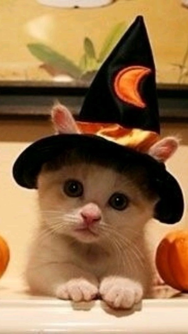 コスプレしてる子、したい子集まれー！！！