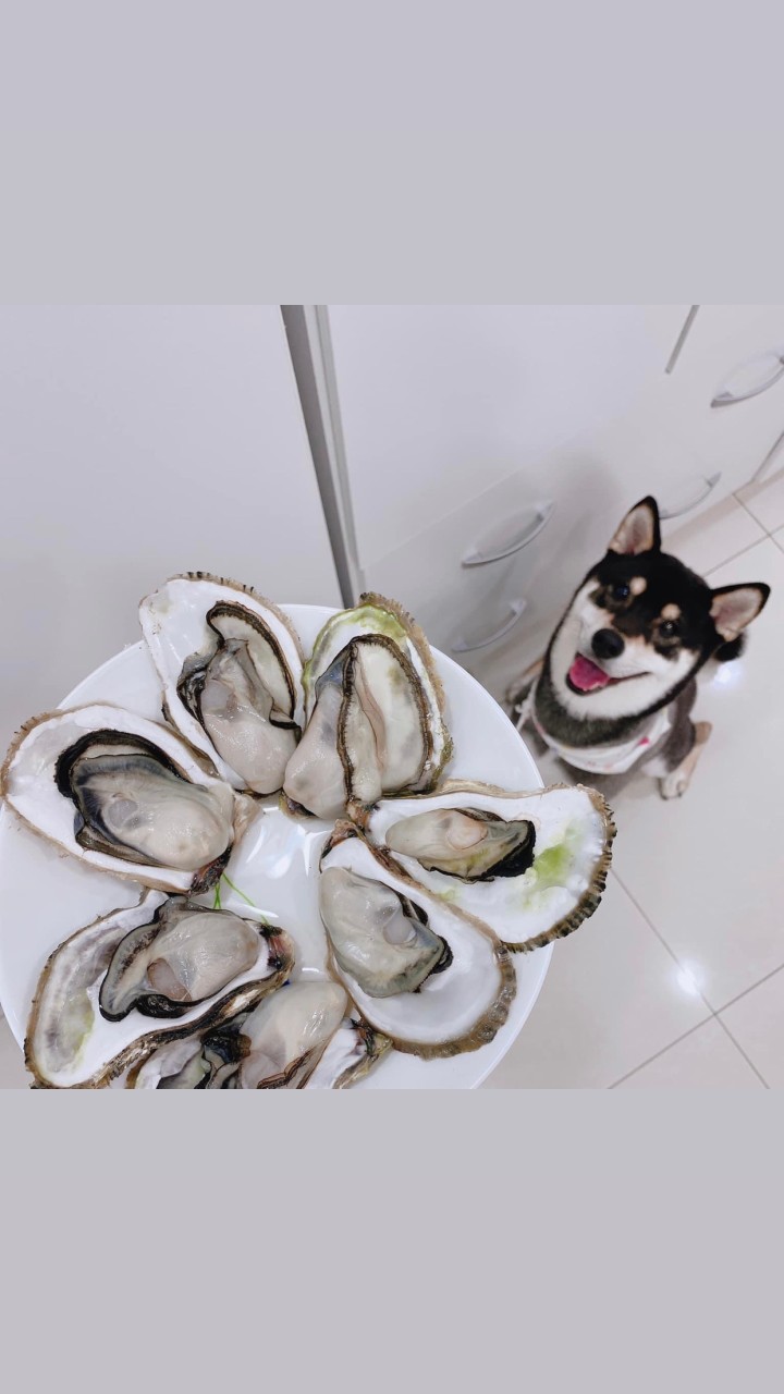 澎湖帶殼牡蠣*產地直送*當季海鮮*貨到付款