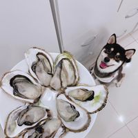 澎湖帶殼牡蠣*產地直送*當季海鮮*貨到付款