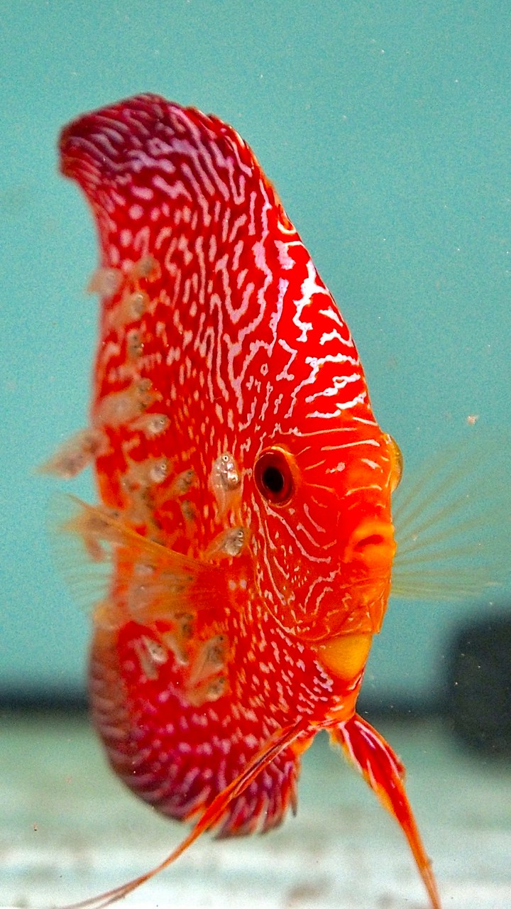 AMIGO DISCUS COMMUNITY