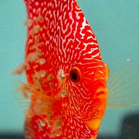 AMIGO DISCUS COMMUNITY