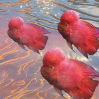 萬能金剛紅財神