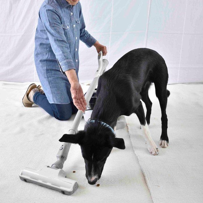 犬に生のイカは危険 万が一食べてしまったときの対処法は