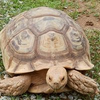 クリエイティ部！！
