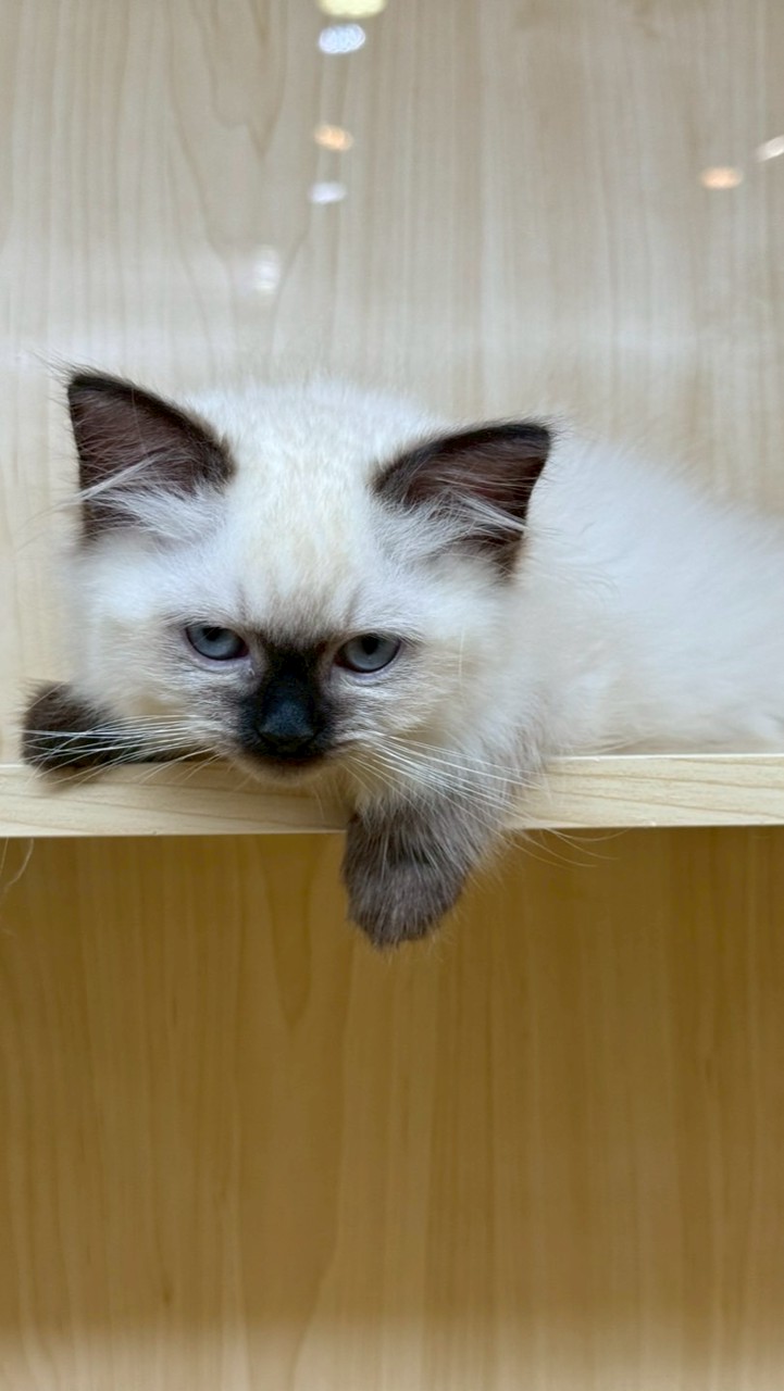 挖煤貓表示很厭世