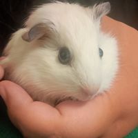 狗狗與老鼠的生活
