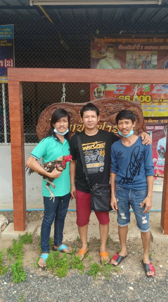 ไก่หนุ่มวัดดวง ไก่คัดผ่าน ไก่พร้อมชนสายเลือดโกเซ้มฟาร์ม100