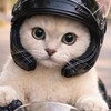 บรื้นบรื้นรับหิ้ว รอบมอศิล