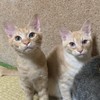 【大牟田】保護猫保護犬アニマル好きの集い【ASｰDream】