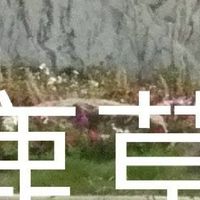 我是鹿草人