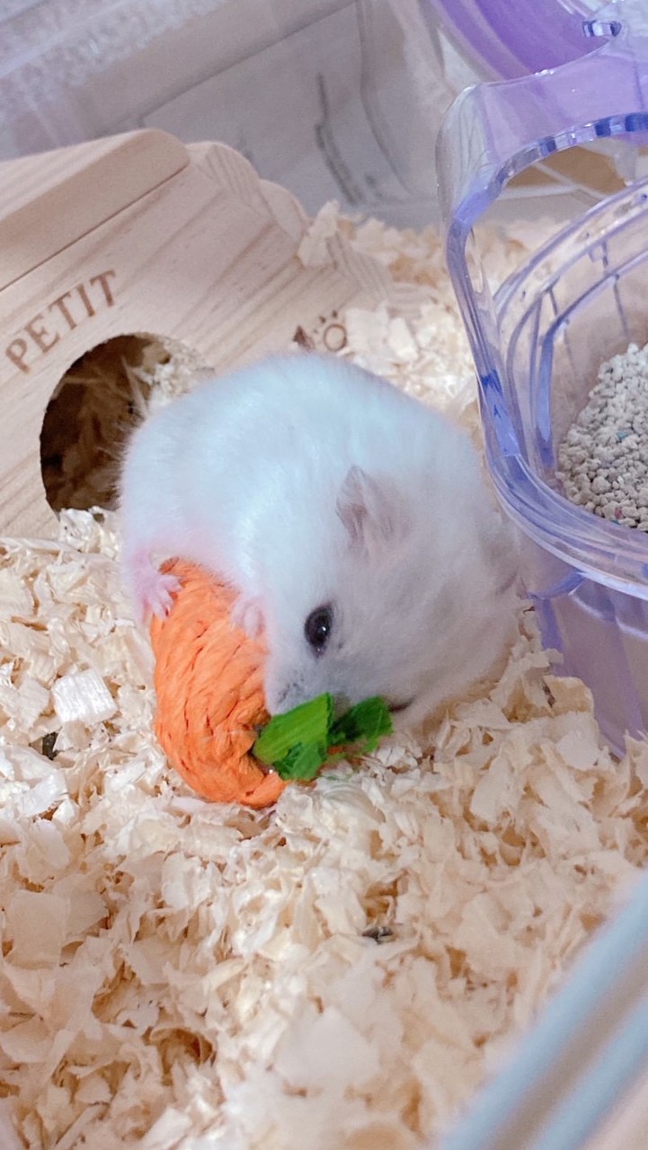 カラフルピーチ好きカモン