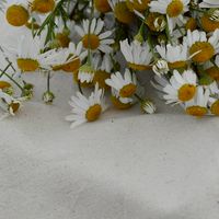 🌼Zeng UG的療癒副業入口大門🌼
