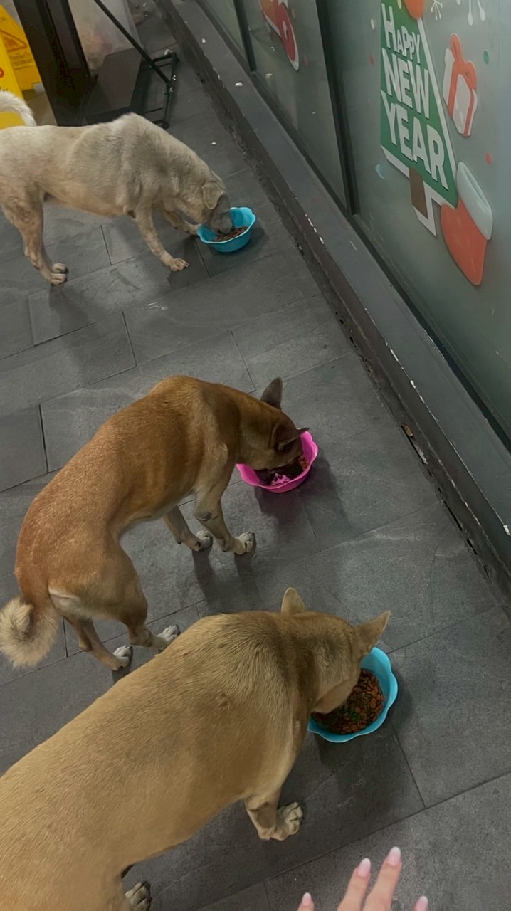 3 สหายหน้าอไลฟ์ 2🐶💖