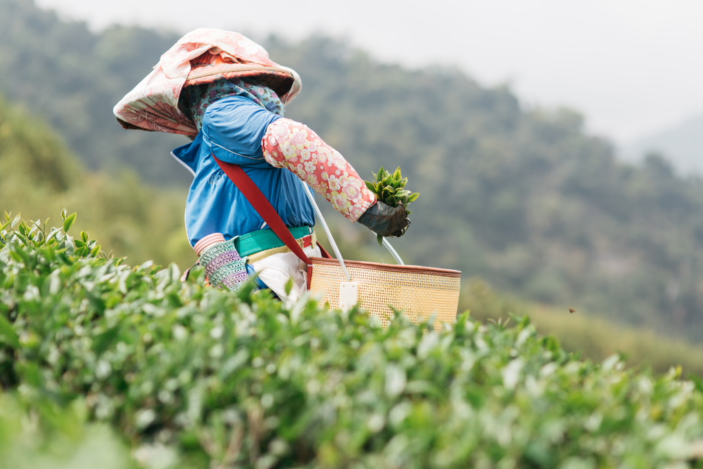 01人工採茶-45.jpg