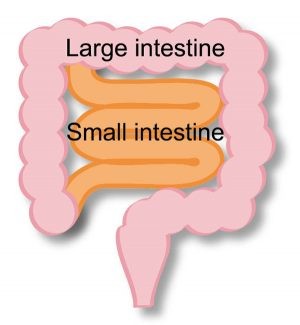 腸内フローラって 腸のどこにいるの 今さら聞けない 大腸 腸内フローラ基礎知識 前編