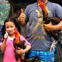 ไก่ชน ส.จรัสทิพย์ 0867000313 (เมฆ)