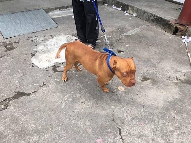 米克斯犬爆衝咬傷未滿2歲童 中華日報 Line Today