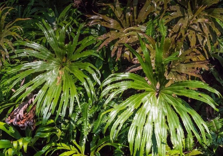 日出日落最佳視野！「淡蘭古道」5條古道、5大特色景點推薦，登山健行、老街咖啡一次滿足-1