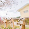 🍇庭で遊ぼうプロジェクト