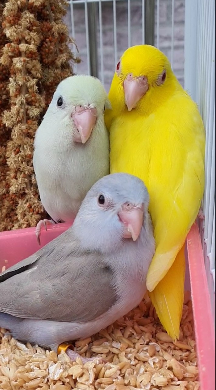 🌿🐣ตลาดนกฟอพัสบ้านนกดิว🐦🌿