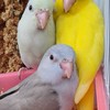 🌿🐣ตลาดนกฟอพัสบ้านนกดิว🐦🌿