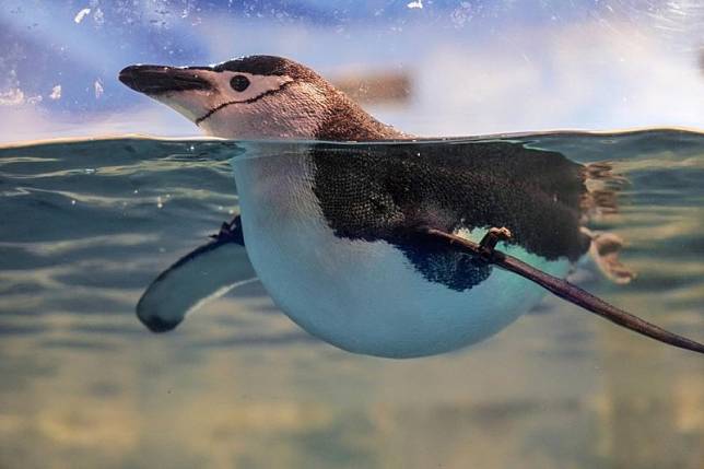 ▲圖片來源：IG@beckhamhong66