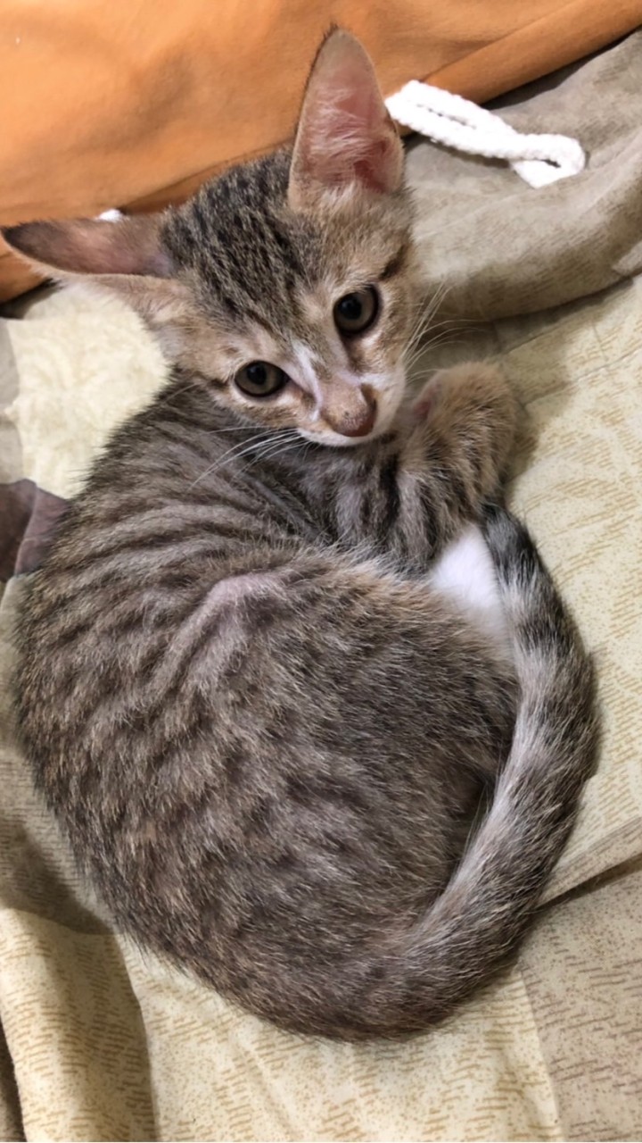 貓砂群