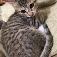 貓砂群