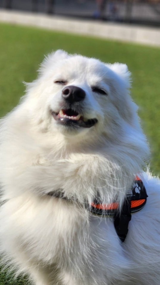 日本スピッツ（🐶ワンワンッ！🐶）愛してる💕