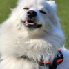 日本スピッツ（🐶ワンワンッ！🐶）愛してる💕